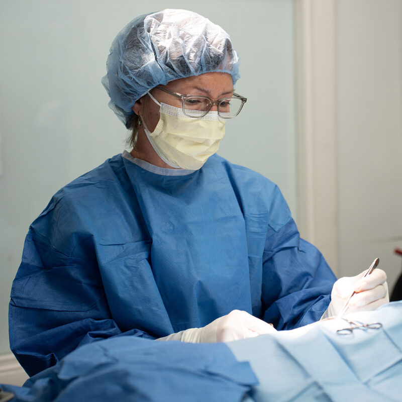 Veterinary Services Tampa, FL Veterinary Medical Clinic