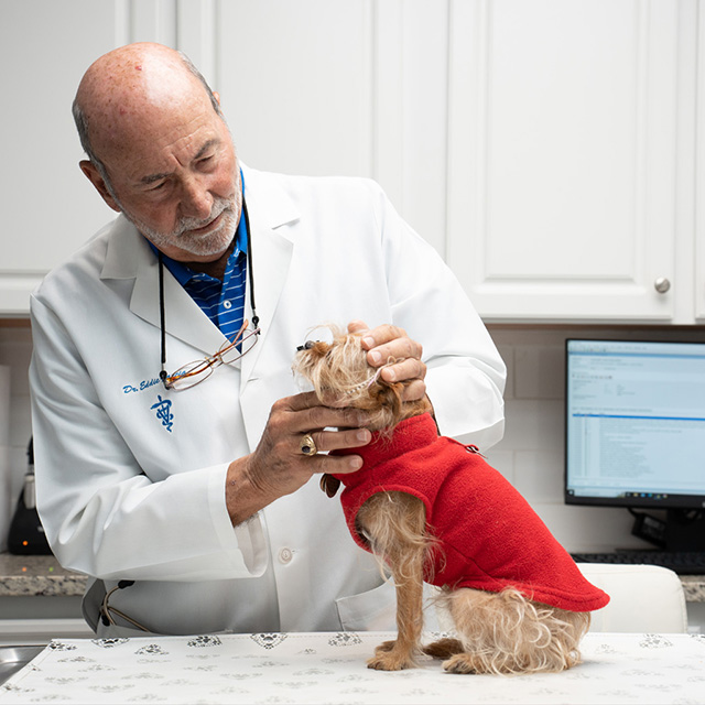 Meet Our Veterinarians Tampa, FL Veterinary Medical Clinic